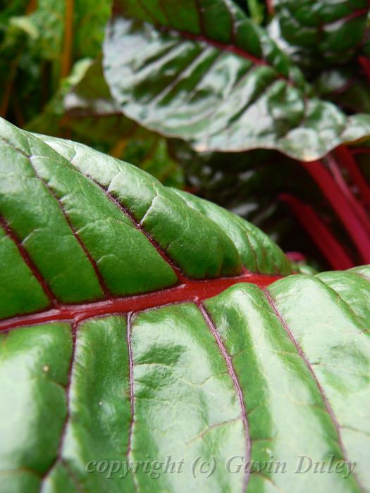 Rhubarb, Adelaide Botanic Gardens .JPG